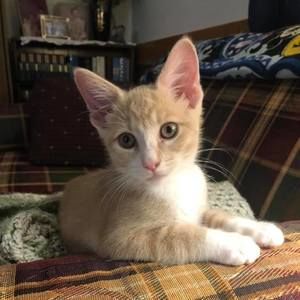 Meet your Posher, Rhonda